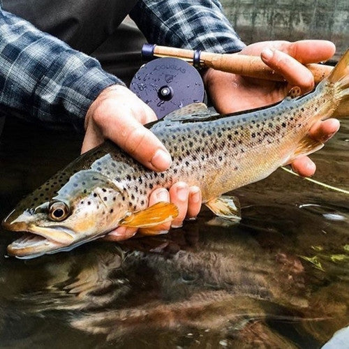 Douglas Argus Fly Reel